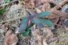 Euphorbia
